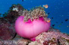 Anemones & Clownfish