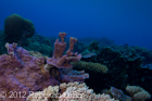 Reef Scenes